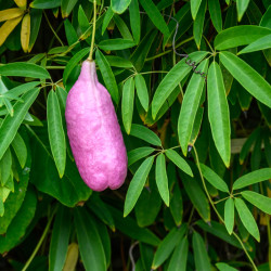 Holboellia latifolia