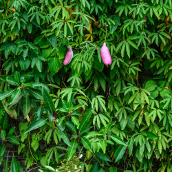Holboellia latifolia - Vigne bleue de Chine