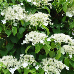Hydrangea seemanii
