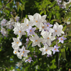Solanum jasminoides ‘Bleu Parme’ - Morelle faux-jasmin