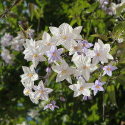 Solanum jasminoides ‘Bleu...