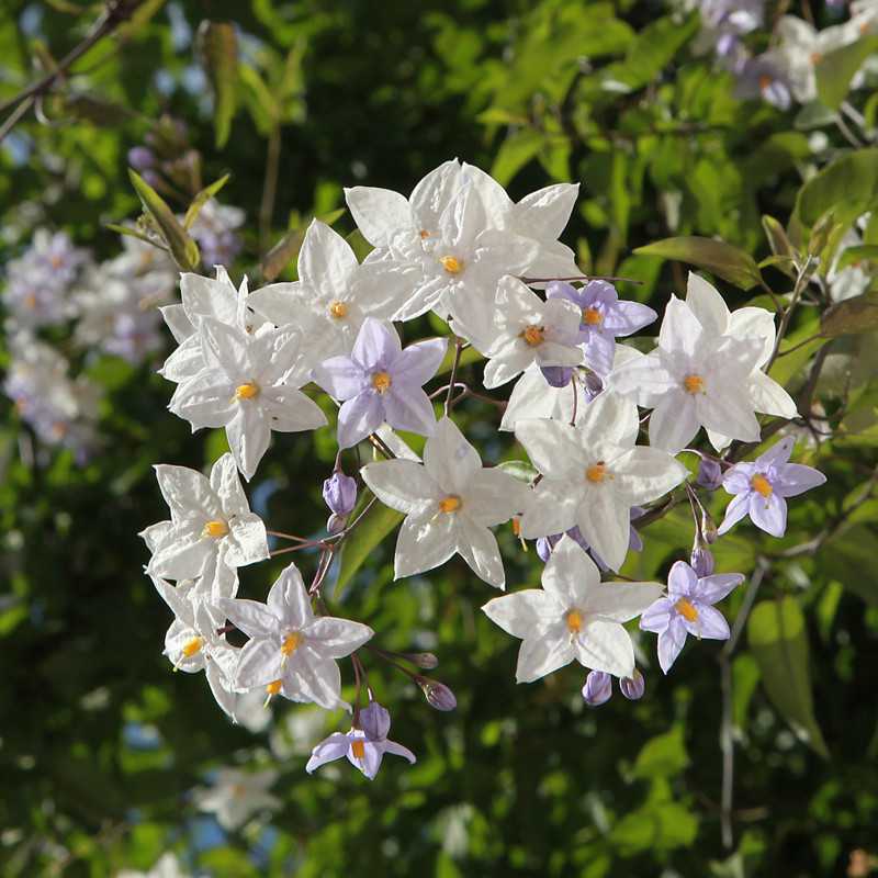 Solanum jasminoides ‘Bleu Parme’ - Morelle faux-jasmin