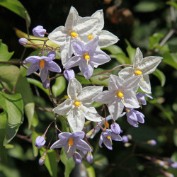 Solanum jasminoides ‘Bleu Parme’ - Morelle faux-jasmin