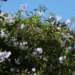 Solanum jasminoides ‘Bleu Parme’ - Morelle faux-jasmin