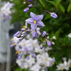 Solanum jasminoides ‘Bleu’