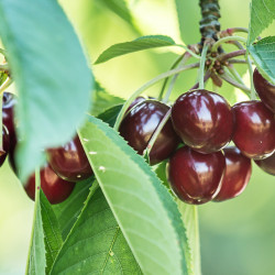 Prunus avium ‘Burlat’