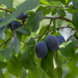 Prunus domestica ‘Monsieur...