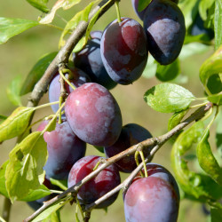 Prunus domestica ‘Quetsche...