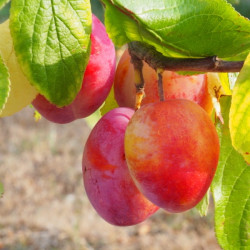 Prunus domestica ‘Victoria’...