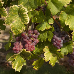 Vitis vinifera ‘Chasselas...