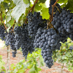 Vitis vinifera ‘Cabernet...