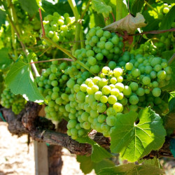 Vitis vinifera ‘Pinot blanc‘