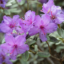 Rhododendron ‘Blue Silver‘...