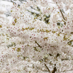 Prunus ‘The Bride‘ -...