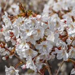 Prunus incisa ‘Mikinori‘ -...