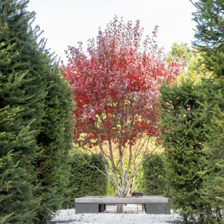 Acer Rouge Acer rubrum Somerset - Érable rouge Somerset I Pépinière en ligne