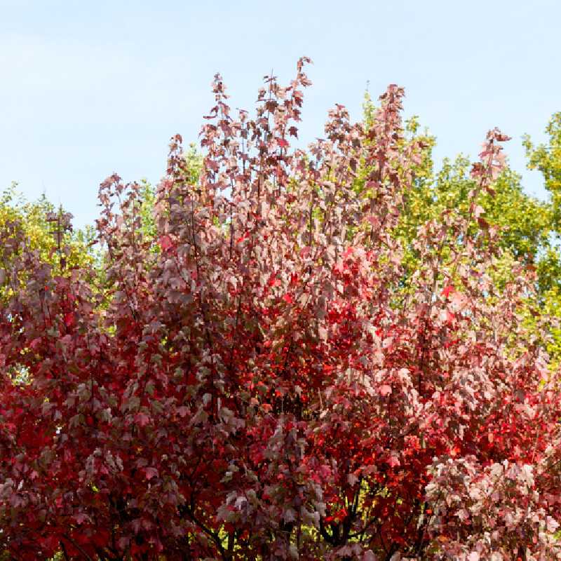 Acer Rouge Acer rubrum Somerset - Érable rouge Somerset I Pépinière en ligne