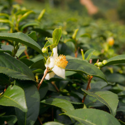 Camellia sinensis  - Théier