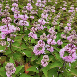 Caryopteris ‘Pavilion Pink‘ ® - Spirée bleue