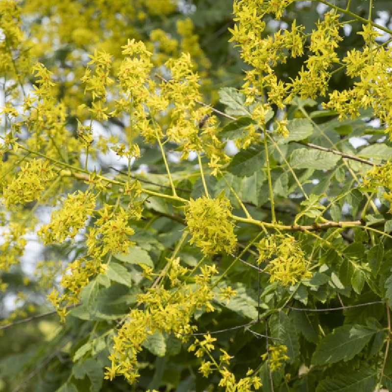 Koelreuteria Paniculata (Savonnier) En Godet - Arbre Ornemental à Floraison Jaune, Résistant Au Froid Et à La Sécheresse