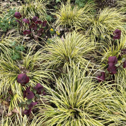 Carex oshimensis ‘Evergold’...