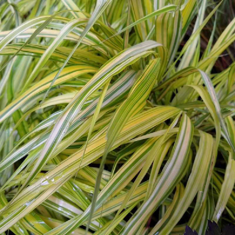 6 Plants D’herbe Du Japon Hakonechloa Macra - En Pot 9x9 Cm - Graminée Décorative Pour Ombre/mi-ombre