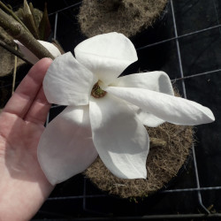 Magnolia × loebneri...
