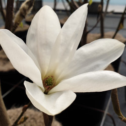 Magnolia × loebneri 'Rasberry Fun'