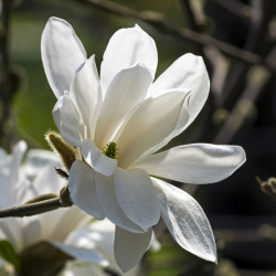 Magnolia × loebneri ‘Mag's...