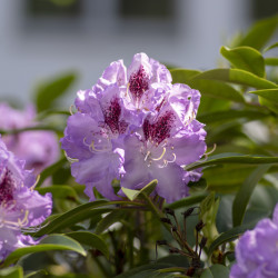 Rhododendron ‘Blue Jay’
