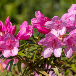 Rhododendron ‘Graziella’ -...
