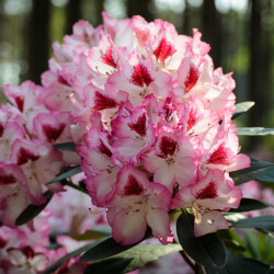 Rhododendron ‘Hachmann's...