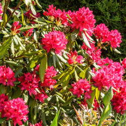 Rhododendron ‘Nova Zembla’...