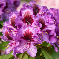 Rhododendron ‘Orakel’