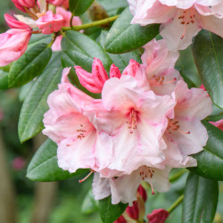 Rhododendron ‘Virginia...