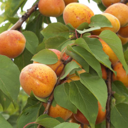 Prunus armeniaca ‘Pêche de...