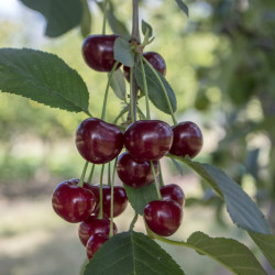 Prunus avium ‘Moreau’ -...