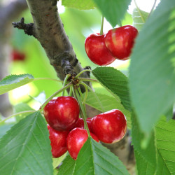 Prunus avium ‘Tardive de...