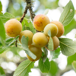 Prunus domestica ‘Mirabelle...