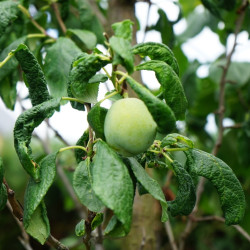 Prunus domestica ‘Reine...