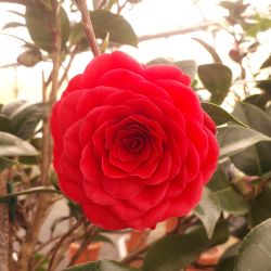 Camellia japonica ‘Black lace’