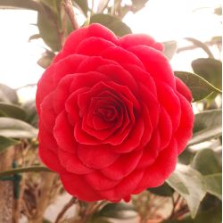Camellia japonica ‘Black lace’