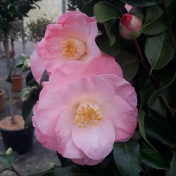Camellia japonica ‘April Remembered’