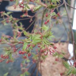 Acer palmatum ‘Ryusen’