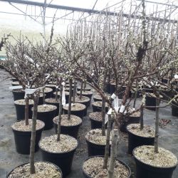Prunus persica ‘White Peachy‘ - PÊCHER NAIN À FLEURS blanches