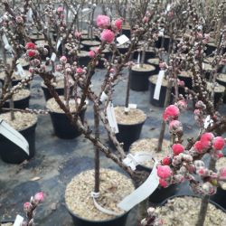 Prunus persica ‘Pink Peachy‘ - PÊCHER NAIN À FLEURS Roses