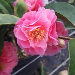 Camellia japonica ‘Fragant Joy‘