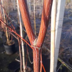 Acer conspicuum Silver Vein