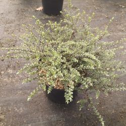 Hebe pimeleoides ‘Quicksilver’