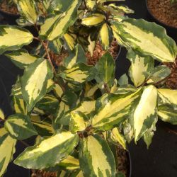 Elaeagnus × ebbingei ‘Maryline‘ - ABRELA